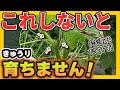 【きゅうり】週1回やるだけの簡単作業だけど、超重要作業はコレです【家庭菜園】