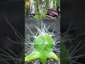 113 Days In 33 Seconds_ Dragon Fruit growing Time Lapse  #shorts #shortsfeed #timelapse