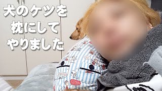 犬が人の枕を奪うので…犬のケツで寝てやりました｜ミニチュアダックスフンドのかわいい日常 No174