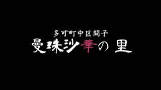 【多可町】曼珠沙華の里｜曼珠沙華（彼岸花）彩り豊かに