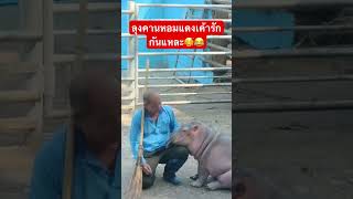 อิจฉาลุงคานได้จุ๊บหอมแดงน่ารักไม่ไหว🥰😂 #ฮิปโปหอมแดง #babyhippo