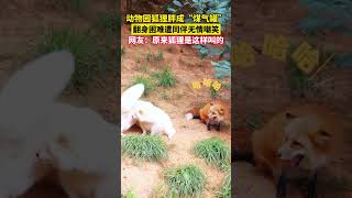 動物園#狐貍 胖成“煤氣罐”，翻身困難遭同伴無情嘲笑，網友：原來狐貍是這樣叫的 #神奇動物在抖音