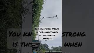 [#short] A Monkey shakes a Lamppost.  #Singaporewildlife #sg #macritchie #macritchietrail #Singapore