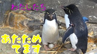 卵で喧嘩するミナミイワトビペンギン(southern rockhopper penguin )【海遊館】