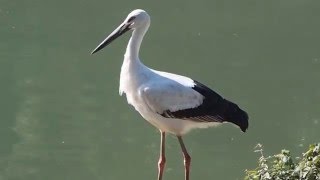 1050212基隆河南港段水域東方白鸛