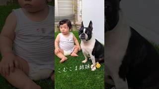 妹ながらあっぱれだぞよ👶✨【ボストンテリア】こむぎ #shorts