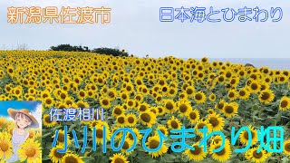 【新潟県佐渡市】小川のひまわり畑で癒されました【相川町】