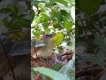 this bird song is very sweet shorts birds wildbirds