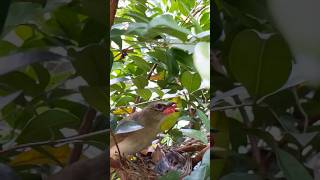 This bird song is very sweet | #shorts #birds #wildbirds