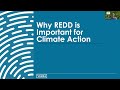 verra webinar how redd supports corporate climate goals