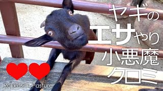 ヤギのエサやり【六甲山牧場】小悪魔クロミちゃんかわいくおねだり❤