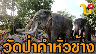 วัดป่าคำหัวช้าง | ธร แก่นนคร