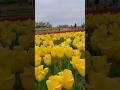 Tulip season🌷🌷🌷Kuipers Family Farm,Illinois,USA #shorts #nature  #viral #rhynature