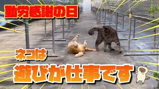 【11/23】勤労感謝の日の農家ネコたち🐈‍⬛🐈【農園生活ダイジェスト】