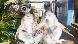 日向ぼっこをするワオキツネザルさん | Sunbathing ring-tailed lemurs