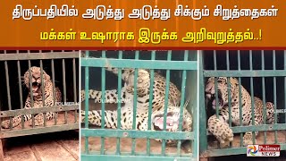 திருப்பதி மலைப்பாதையில் தொடர்ந்து சிக்கும் சிறுத்தைகள்..