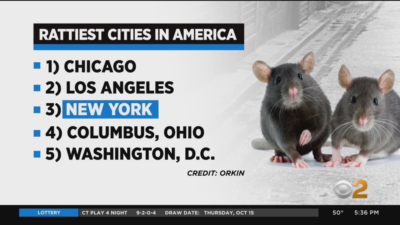 New York Rated Third 'Rattiest' City In America - YouTube