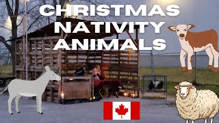 Nativity Animals