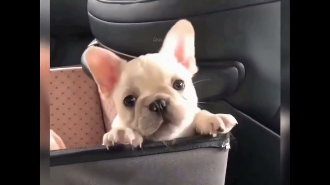 Best Funny Dog Compilation Youtube