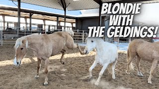 My Mare Blondie In With Some Geldings :/ | Horse Farm