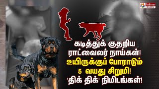 கடித்துக் குதறிய ராட்வைலர் நாய்கள்! உயிருக்குப் போராடும் 5 வயது சிறுமி! 'திக் திக்' நிமிடங்கள்!