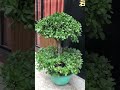 chinese banyan bonsai tree bonsai tree banyantree shorts short shortvideo