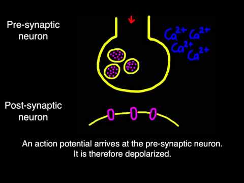 How nerve impulse is transmitted across a synapse?