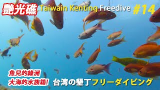 墾丁秘境 ~豔光礁 魚兒們的綠洲 大海的水族箱 【傑哥帶你玩】自由潛水 Freedive