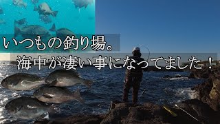 【城ケ島釣行】もう魚影が薄いとは言えなくなりました（笑）