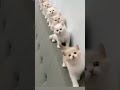 Cute Cats Lover ❤#catshortsfunnyvideos #Newcreation#cutecatgroup