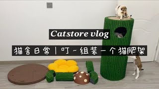 【德文猫舍日常】給猫孩子又添一件大玩具，蜜罐猫仙人掌猫爬架