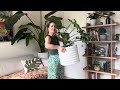 full monstera thai constellation repot with repotting tips u0026 what not to do monsteraplant