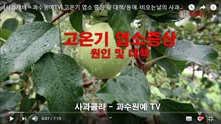 [사과재배ㅡ과수원예TV] 고온기 엽소 증상 및 대책/응애. 비오는날의 사과나무/그것이 알고싶다