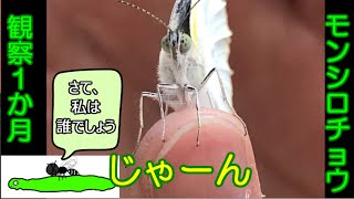 モンシロチョウの観察１か月：羽化、そして寄生バチ！　Cabbage butterfly watching; Emergence and Oops, parasitoid wasps!