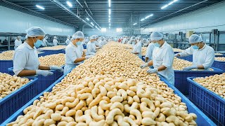 How Cashew Nut Are Made