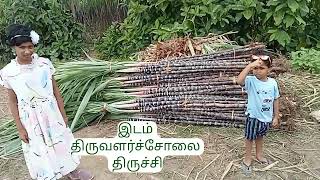 பொங்கலுக்கு கரும்பு வாங்க போறீங்களா  /  foreign மாதிரி farmல போய்  Direct ah வாங்கிக்கலாம்