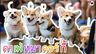 ตะลุยคาเฟ่น้องหมาคอร์กี้ 16 ตัว | Corgi in the Garden