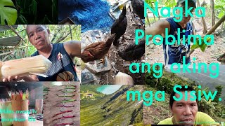 DAPAT MAYRON ITO ARAW ARAW PARA DI MAG KASAKIT ANG MGA SISIW@milesawaytvmountainlife9402