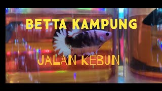 Perasmian pembukaan kedai ikan laga.//betta kampung.