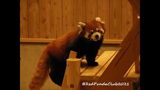 2023/5/27〖桐生が岡動物園〗レッサーパンダの桃桃(♀)➋→Red Panda \