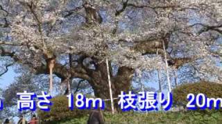 岡山県真庭市の醍醐桜を花見　満開  2009　４月１２日 撮影