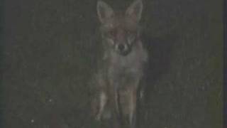 Red foxes: Dominant male threatens intruder