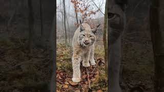 Luchs #harz #ausflugsziel # luchs #nature #travel