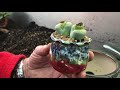 how to unpack new lithops re pot and transplant living stones create a lithops succulent garden.