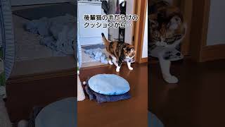 後輩猫の毛の玉で遊ぶ先住猫 毛だらけのクッションから... #shorts #short #cat