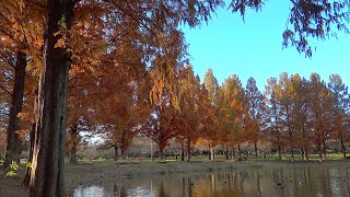 川越水上公園の秋　〜2024年11月29日〜