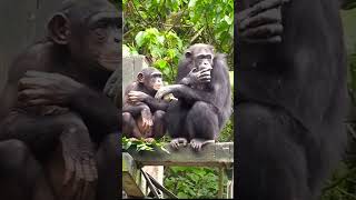 🥴沒得吃#funny  #Chimpanzee Daily|😆🤣Taipei zoo#黑猩猩 #chimpanzee  #animals