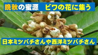 晩秋の蜜源②ビワの花に集う日本ミツバチと西洋ミツバチ