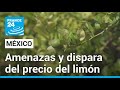 México: la amenaza de la extorsión dispara el precio del limón verde • FRANCE 24 Español