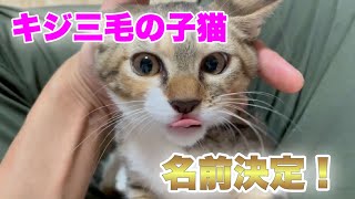 ひょっこり現れたキジ三毛の子猫を保護してその後の様子【Calico kitten】